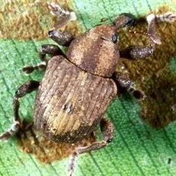 thumbnail for publication: Biological Control with Insects: The Waterhyacinth Weevils